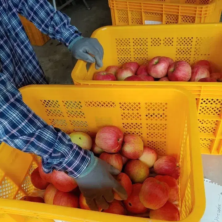 사과꾼 후지(부사)사과