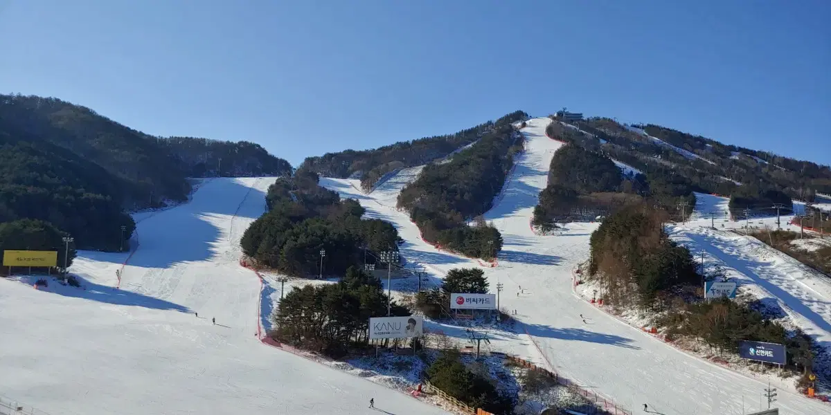 웰리힐리파크 12월 1월 콘도 양도 해드립니다