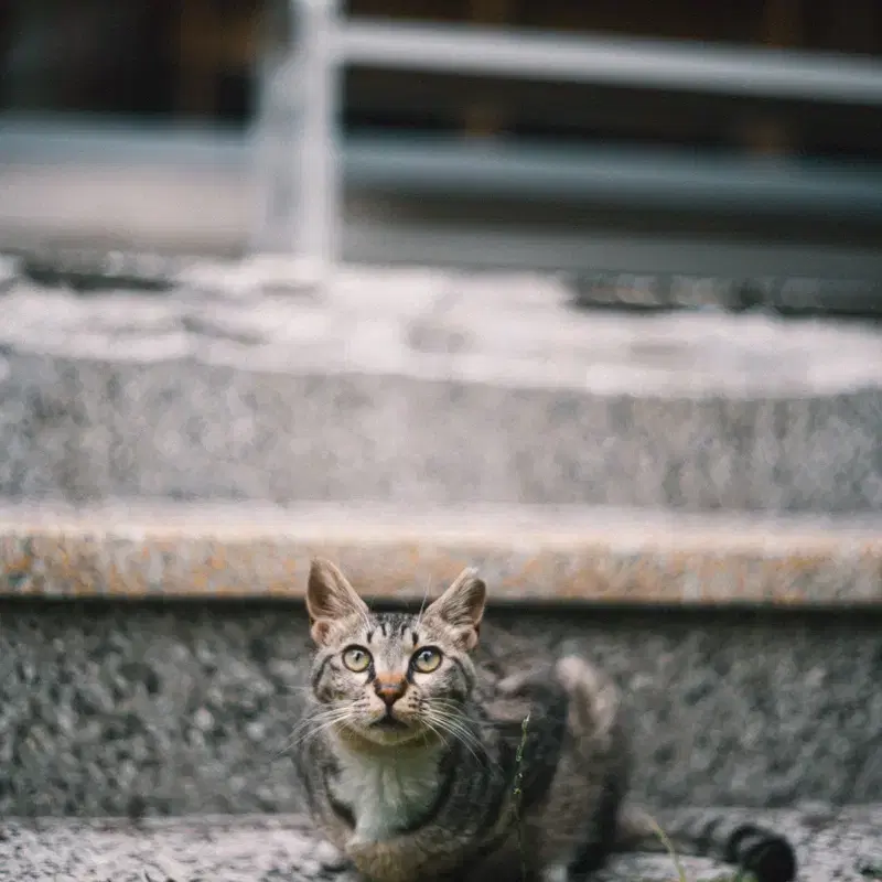 칼자이스 제냐 플렉토곤 flektogon 35mm f2.4