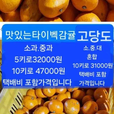 제주도 타이벡 감귤 10키로 26000원