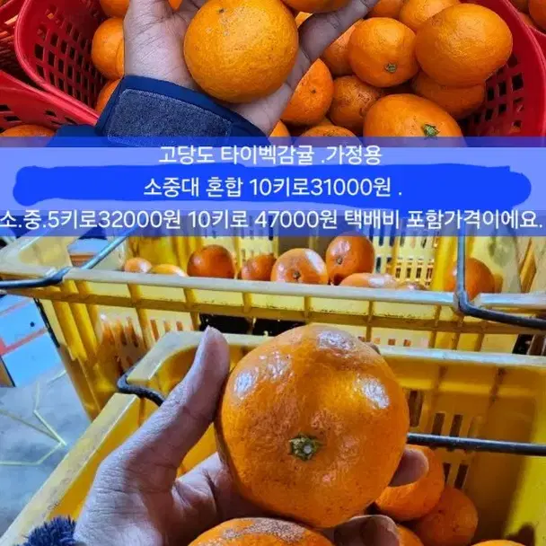 맛 보장할수 있는 타이벡감귤 10키로 26000원