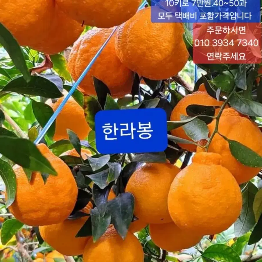 한라봉 중과 5키로 .10키로 포장합니다