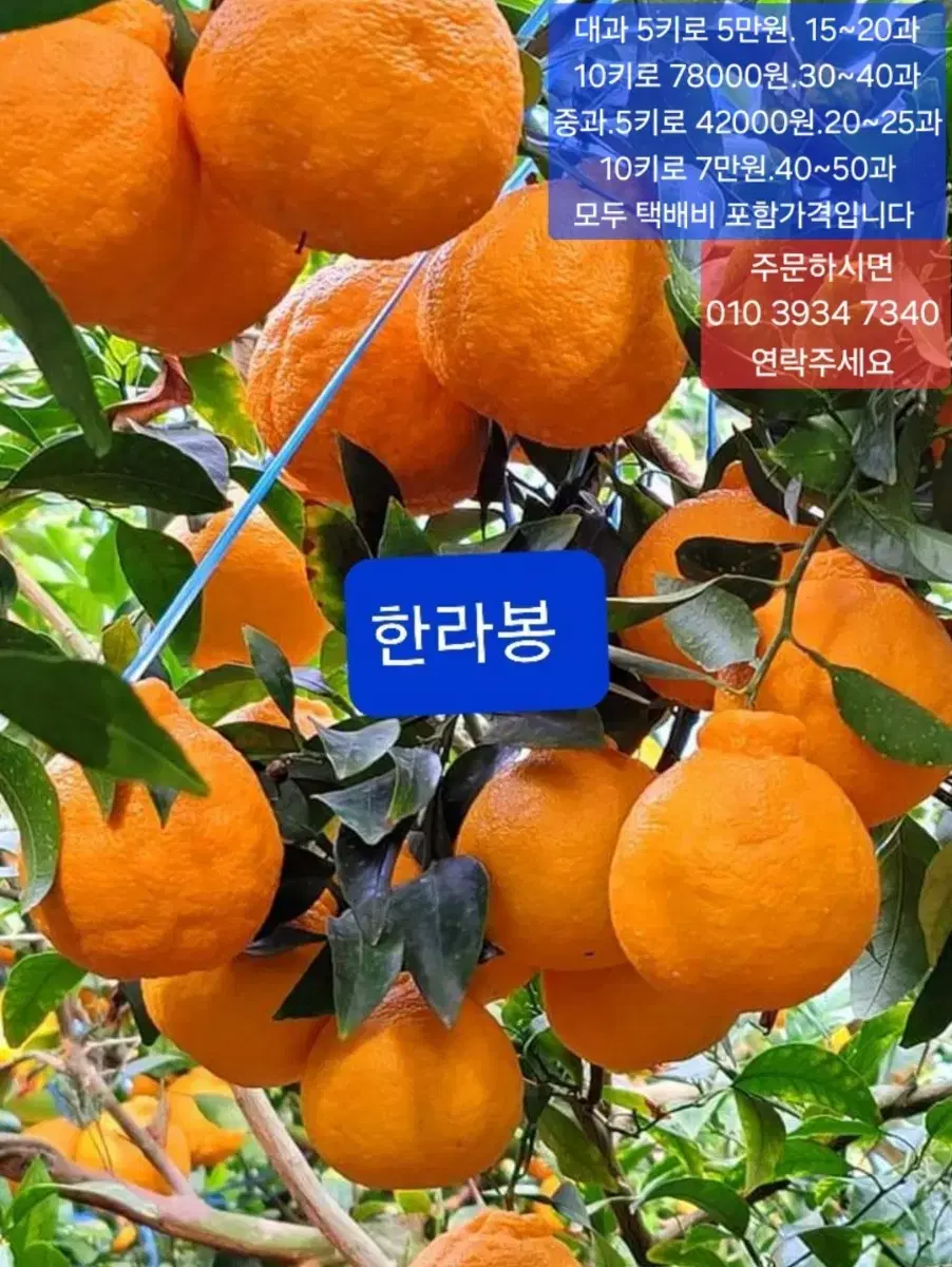 한라봉 중과 5키로 .10키로 포장합니다