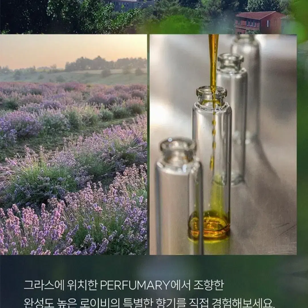 로이비 오 드 퍼퓸 로터스 앤 인센스50ml (미개봉새상품)