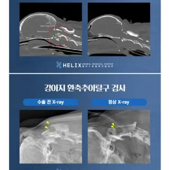 강아지 우리 아이가 아파요 응원부탁드려요!!!