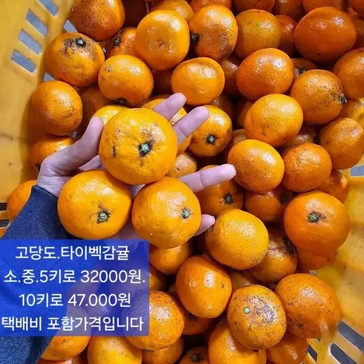 맛있는 타이벡감귤 10키로 26000원