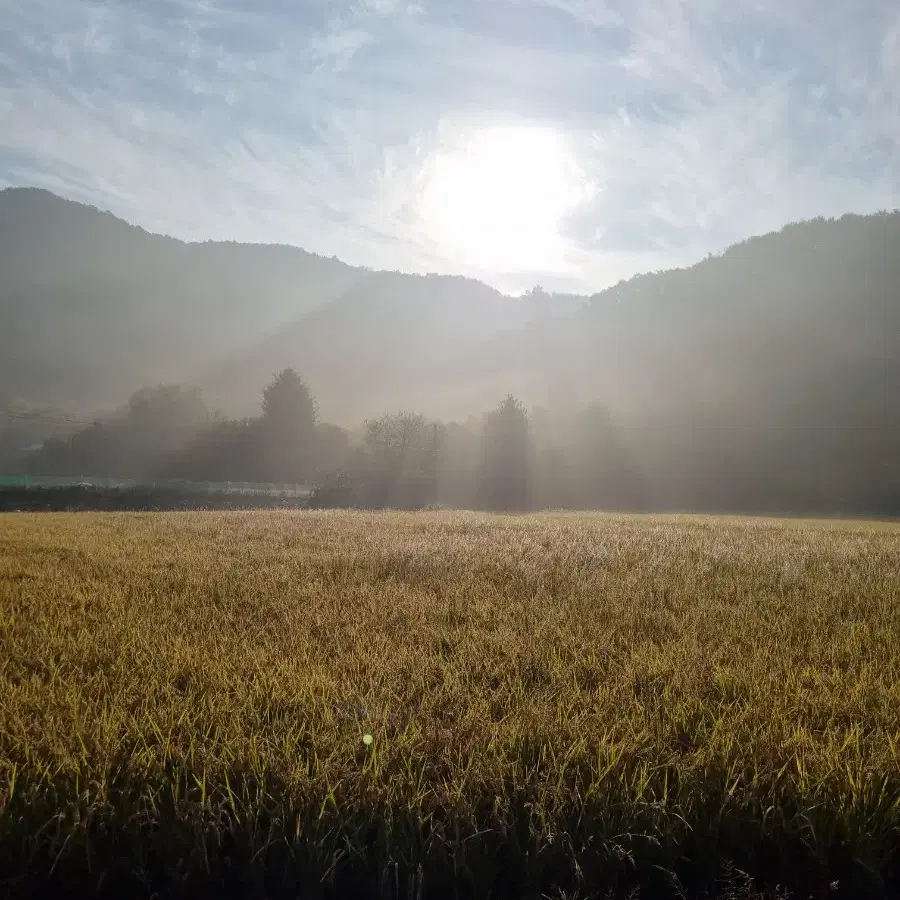 정품 까르띠에 선글라스 루이비통 생로랑 구찌 프라다 디올 보다 아름다워요