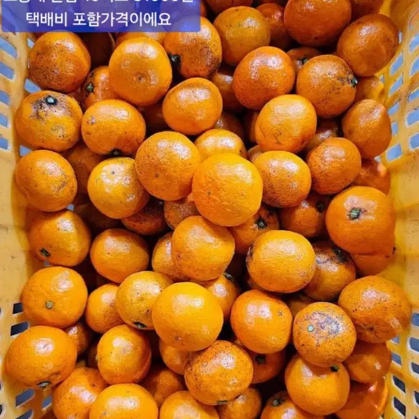 제주도 타이벡감귤 10kg.26000원