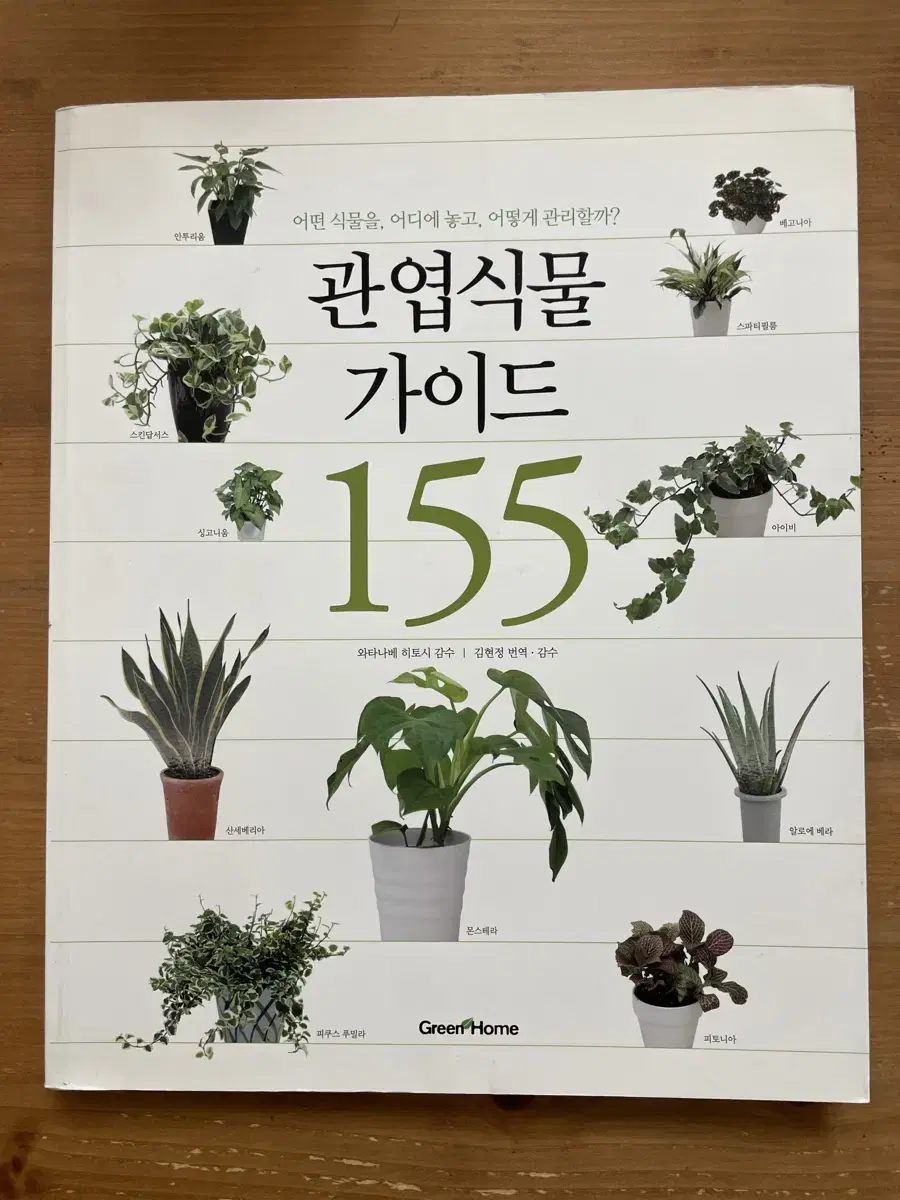 관엽식물 가이드 155