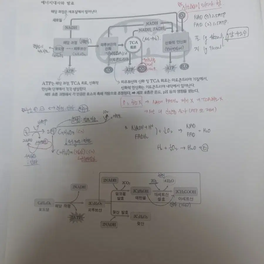 시대인재 김민주t 생명논술 아주대 의학과 파이널