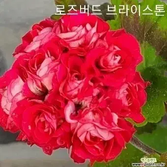 로즈버드브라이스톤제라늄