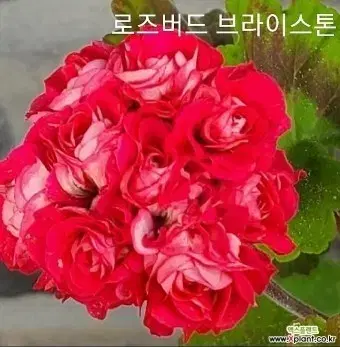 로즈버드브라이스톤제라늄