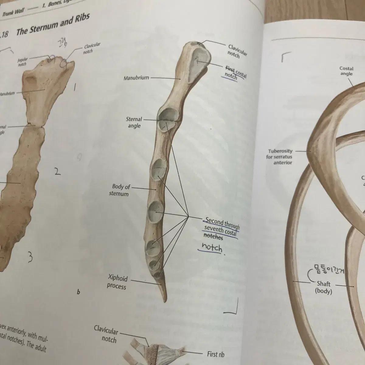 THIEME Atlas of Anatomy 물리치료학과 전공책