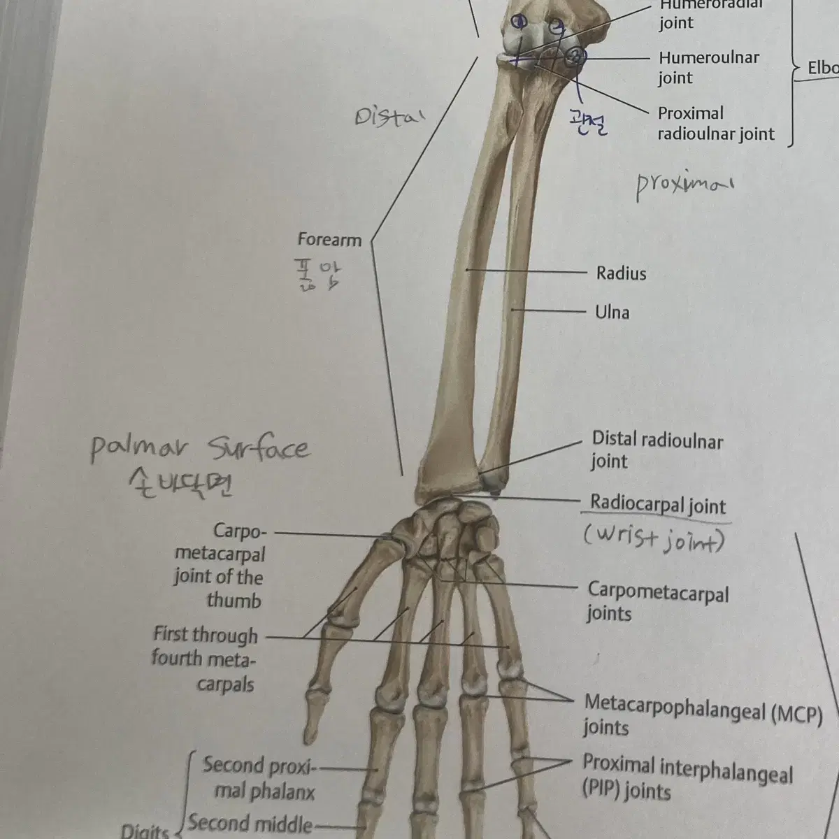 THIEME Atlas of Anatomy 물리치료학과 전공책