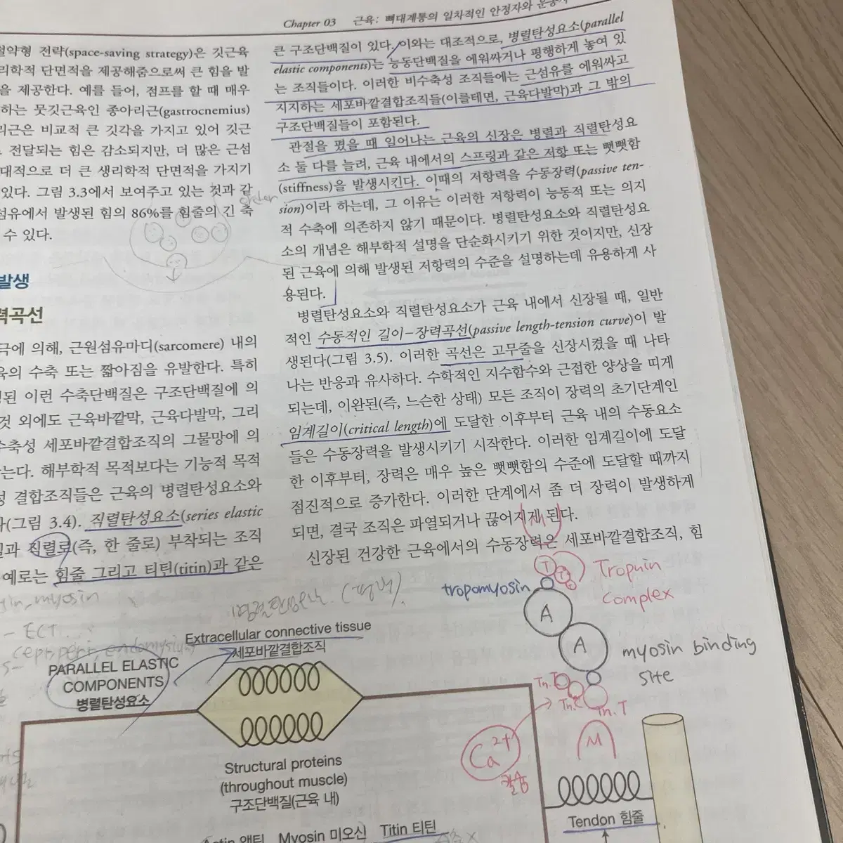 뉴만 키네시올로지 kinesiology 물리치료학과 전공책