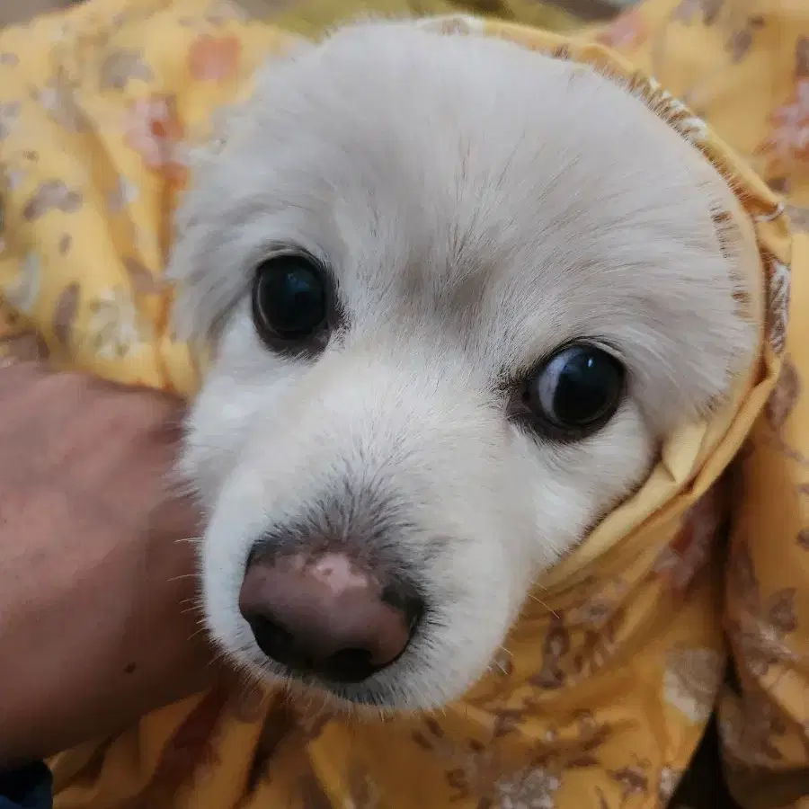 갤럭시핏3 블랙 실버 삽니다