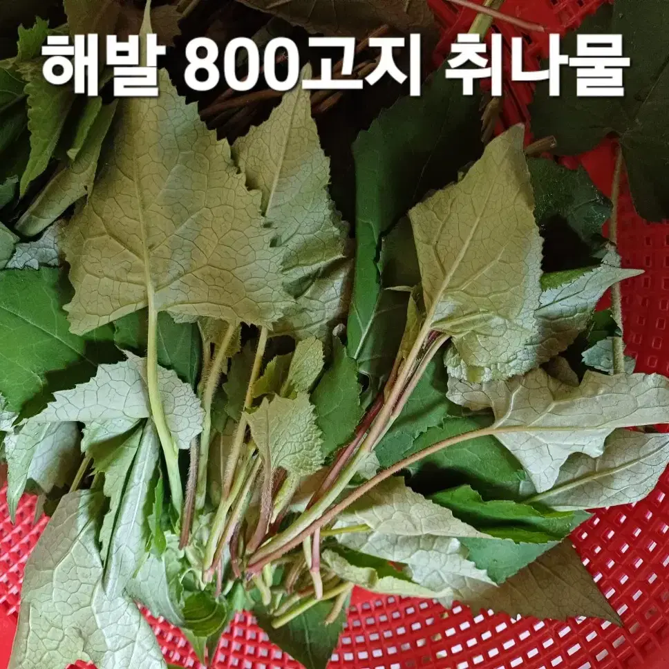 야생 건취나물  (1봉지-50g)