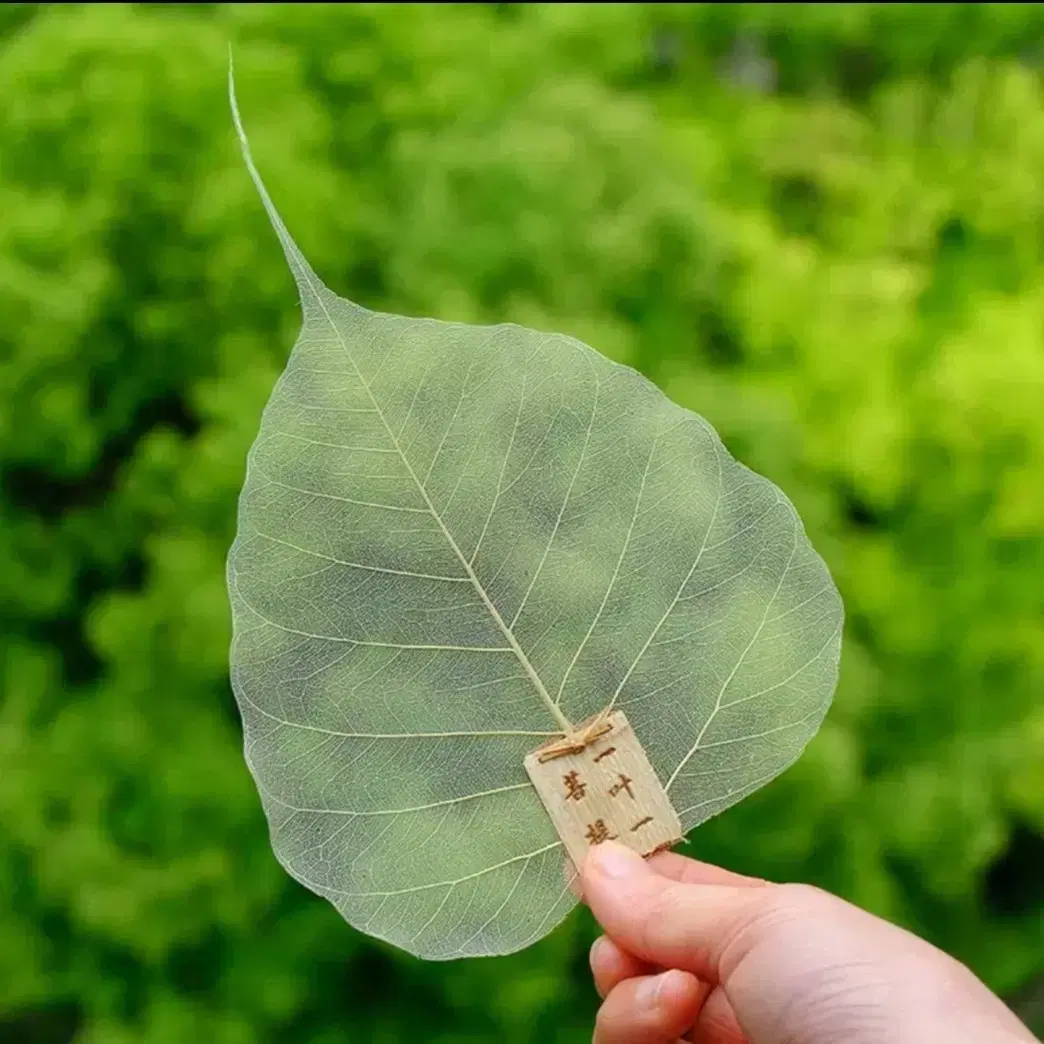 보리수잎  차걸음망