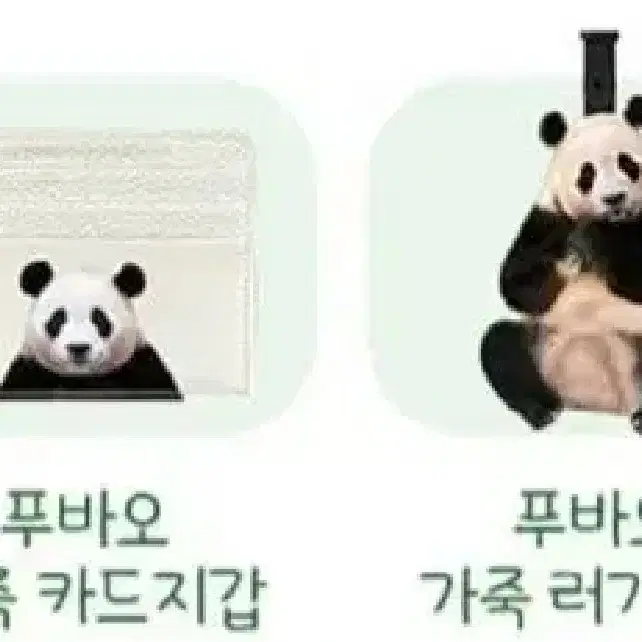 푸바오. 카드지갑 러기지텍