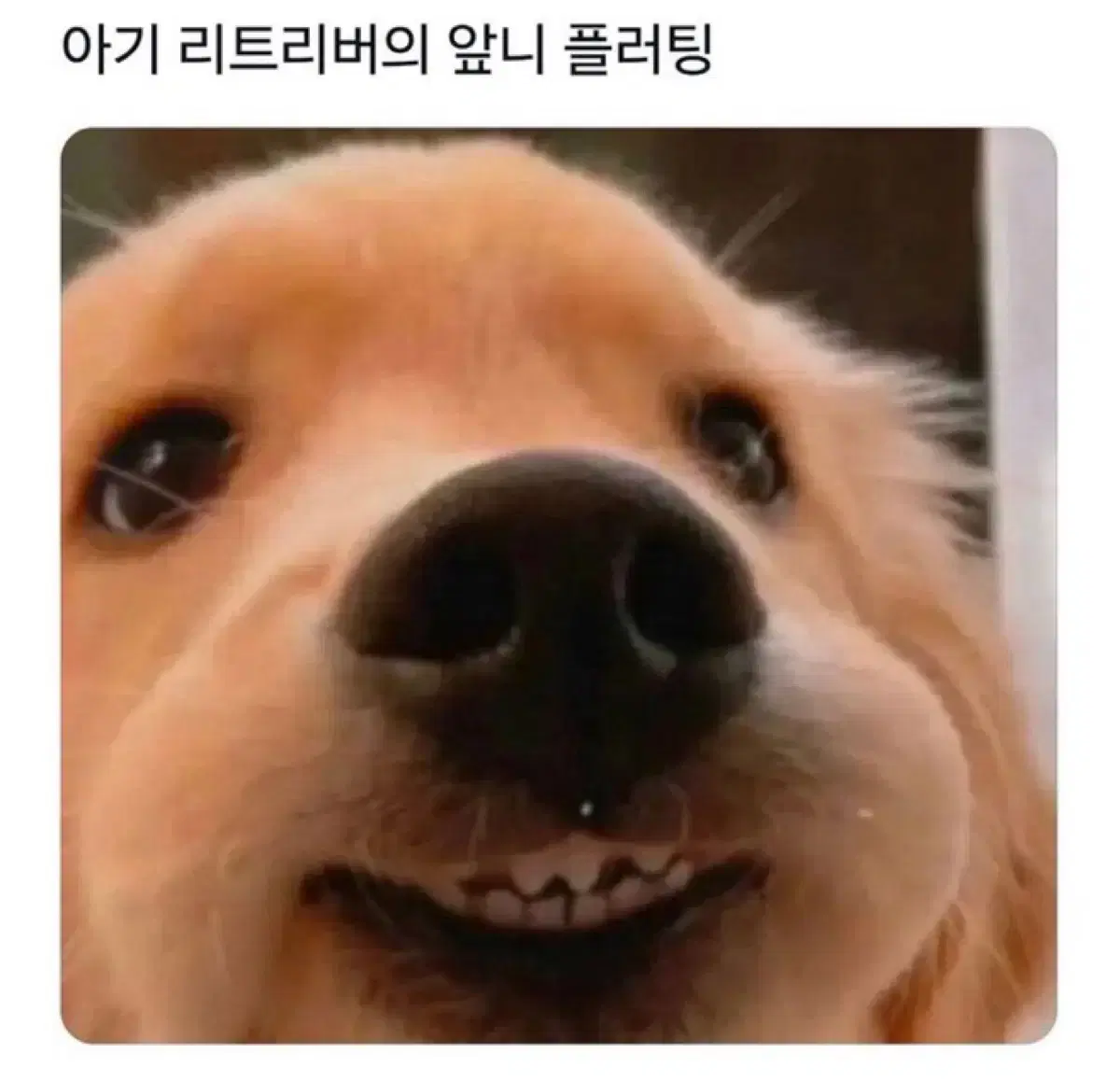 앙스타 처분