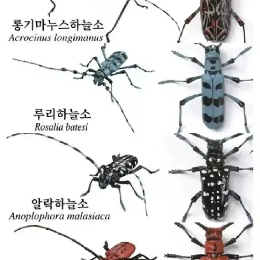 반다이 생물 대도감 어드벤스 하늘소 피규어 프라모델 곤충 장난감 미개봉