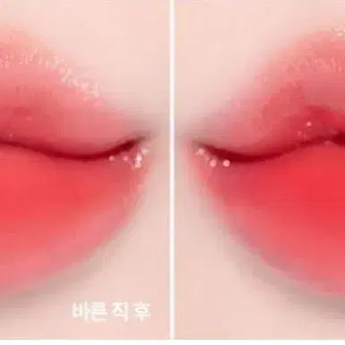 릴리바이레드 수줍은복숭아인척