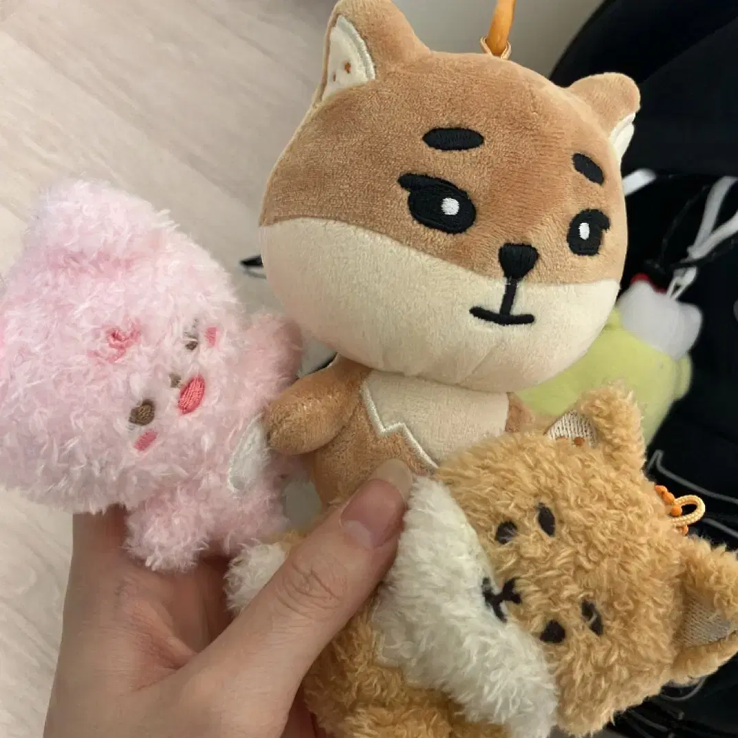 데이식스 케둥이 필끼