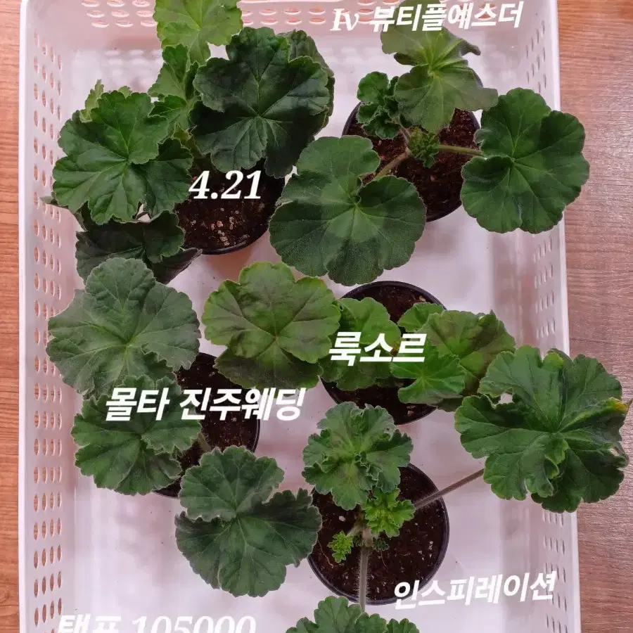 러시아제라늄 5종