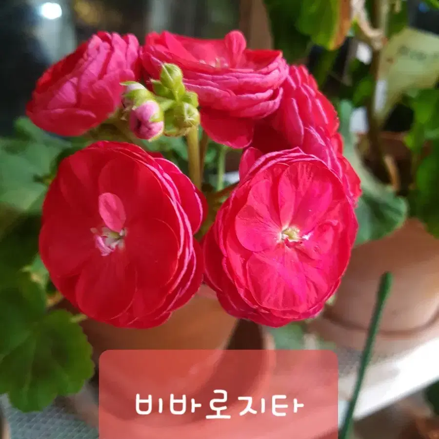 비바로지타 제라늄