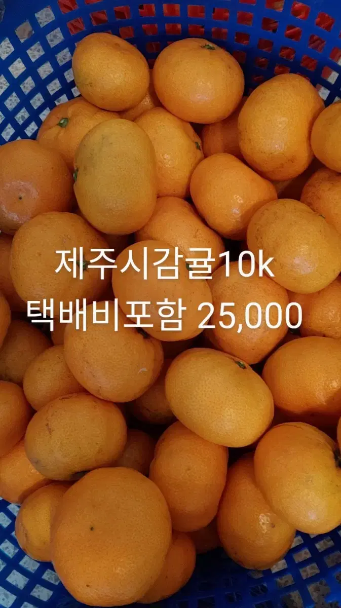 제주시 감귤10kg 25,000 택배비포함