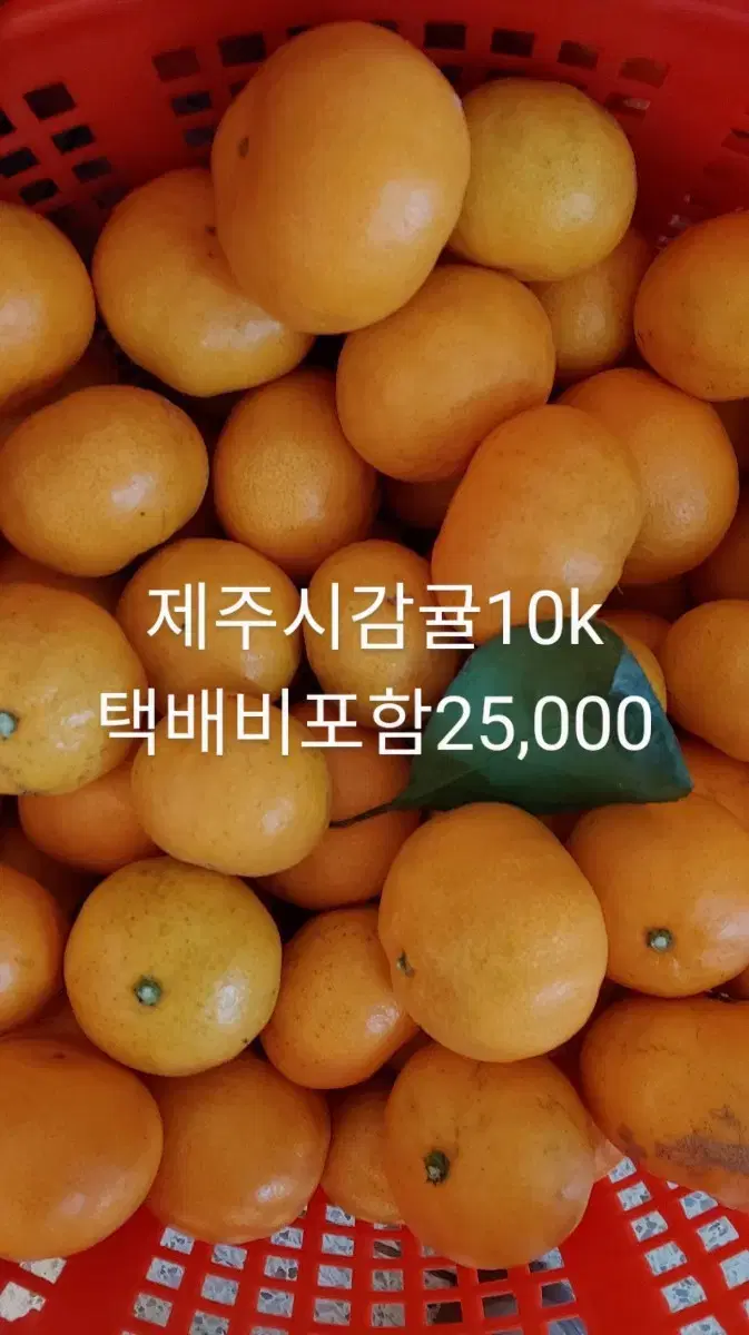 제주시감귤10k 25,000