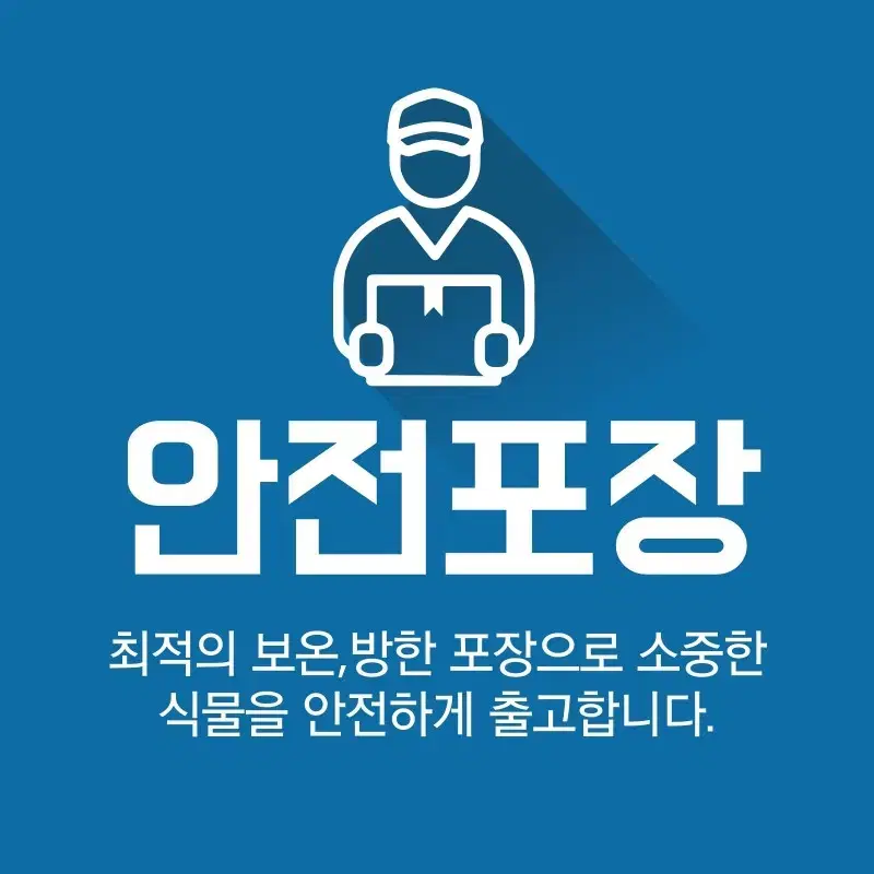 [플로스토어]행잉식물 립살리스 크랩암 중품 특급 0535