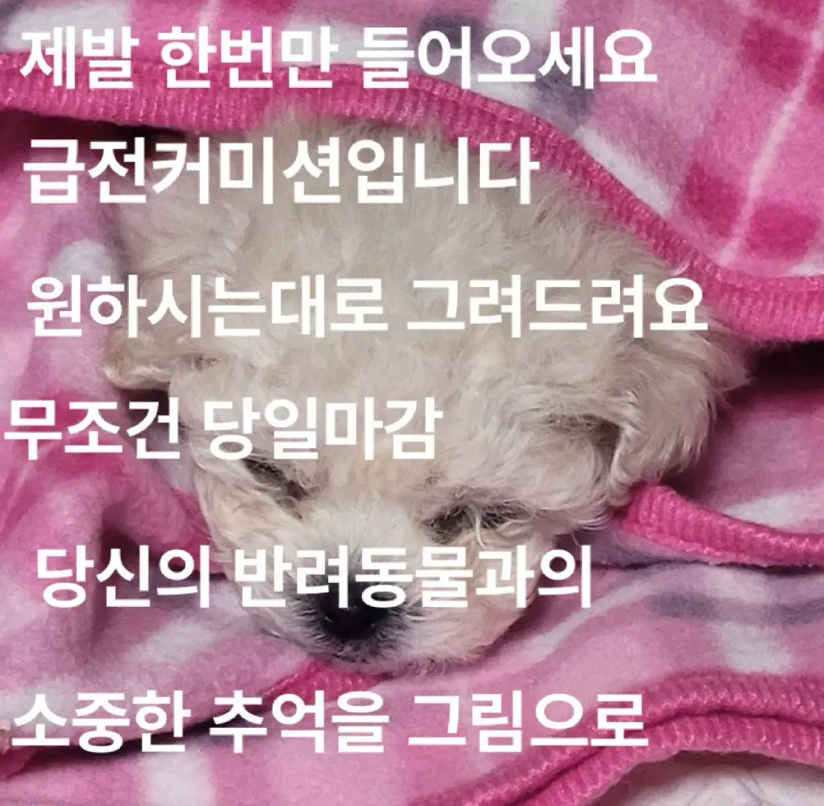 반려동물 커미션