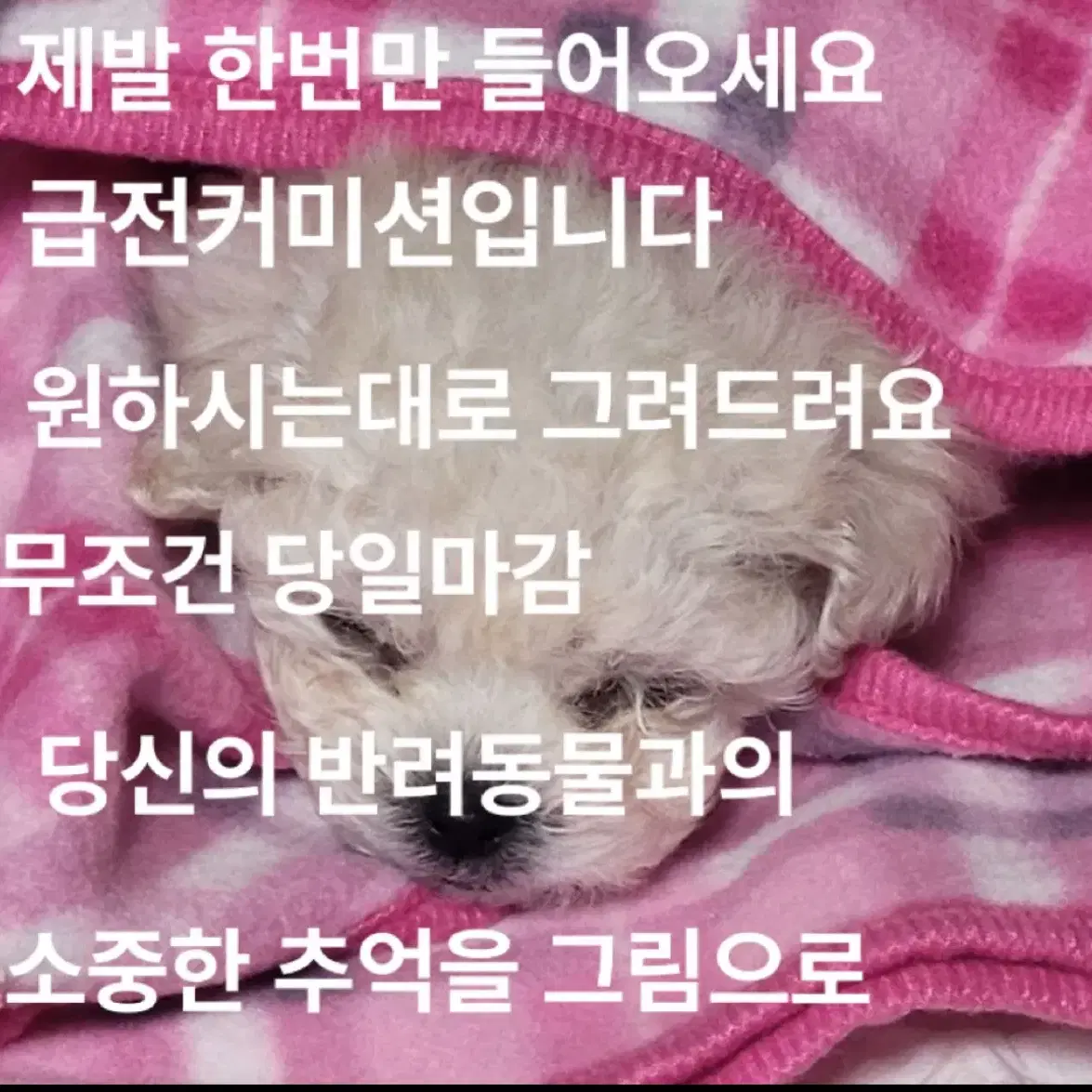 반려동물커미션