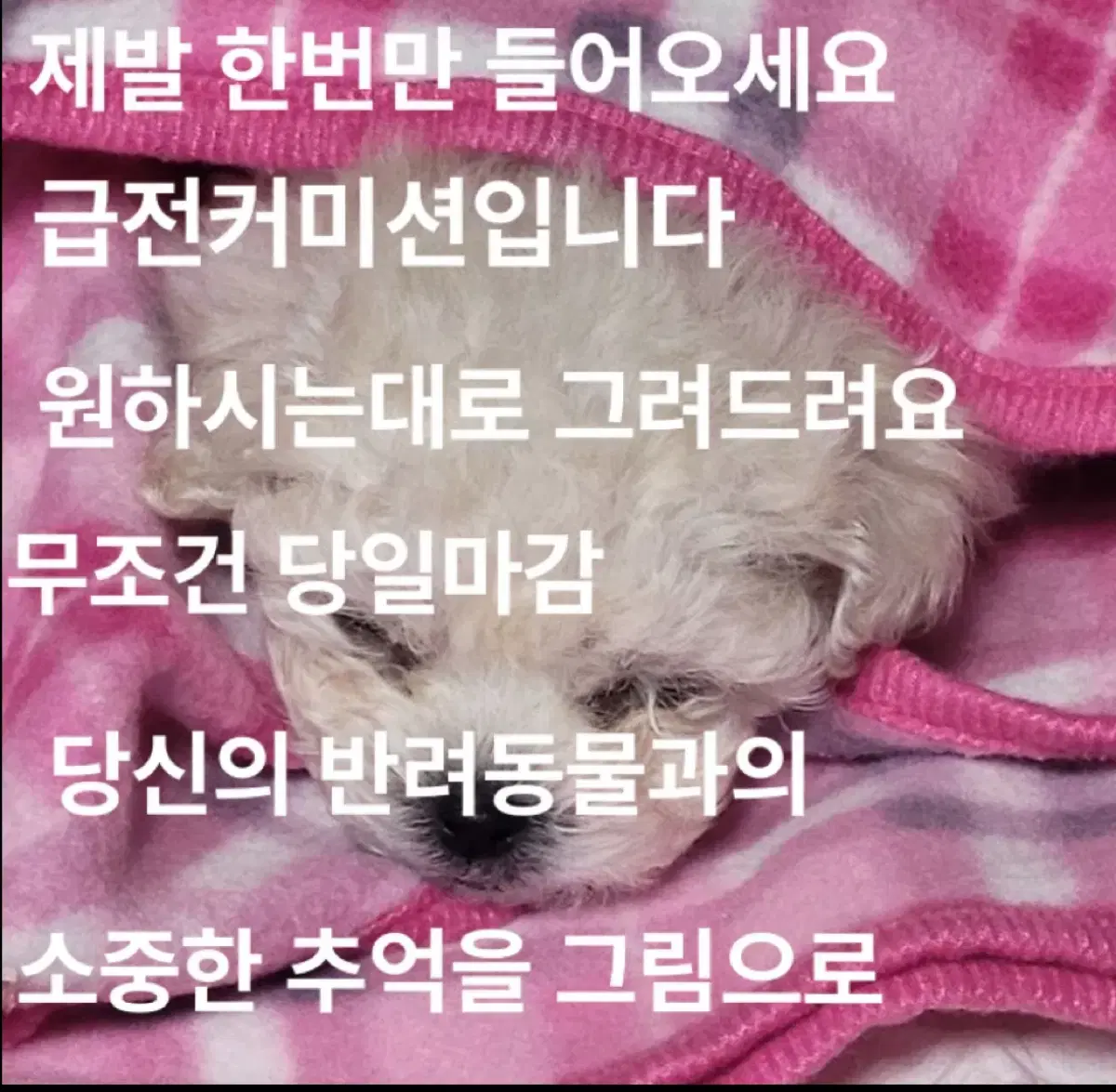 반려동물커미션