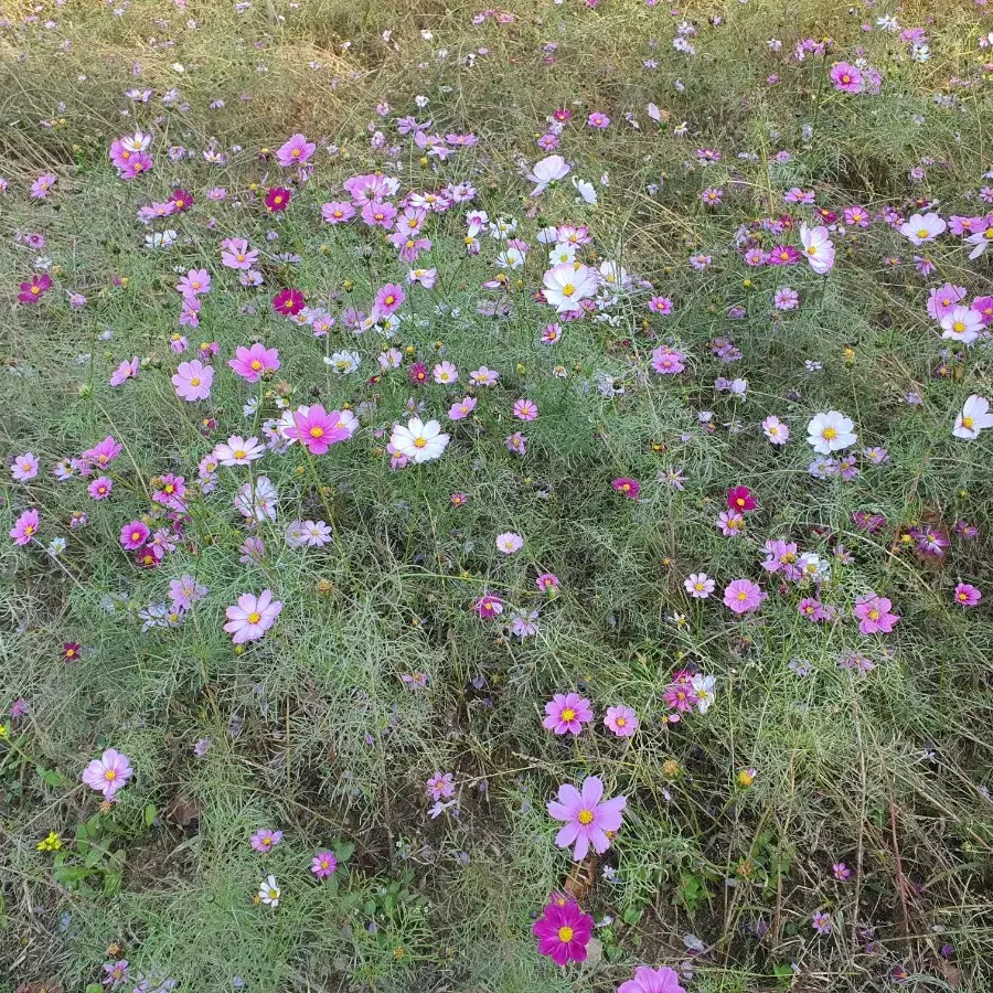 고민 들어드려요 고민상담 해드립니다. 타로점 봐드립니다.