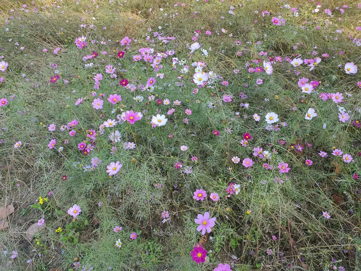 고민 들어드려요 고민상담 해드립니다. 타로점 봐드립니다.