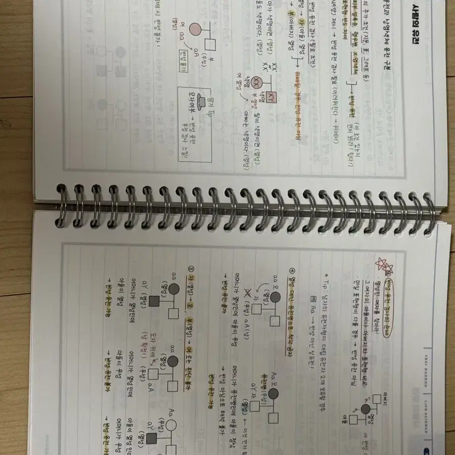 백호 2025 생명과학1 개념완성 필기노트, 상크스 필기노트