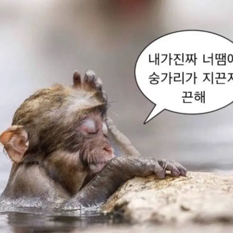 맥심 24년1월~11월 A형