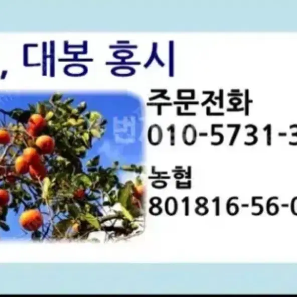 농장직배송) 단감 50개