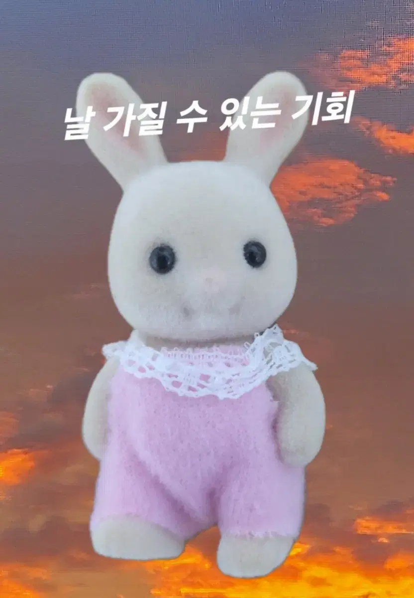 실바니안 토끼 조건부 나눔합니다