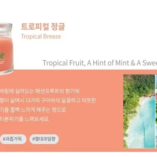 양키캔들 Tropical Breeze 트로피컬 정글