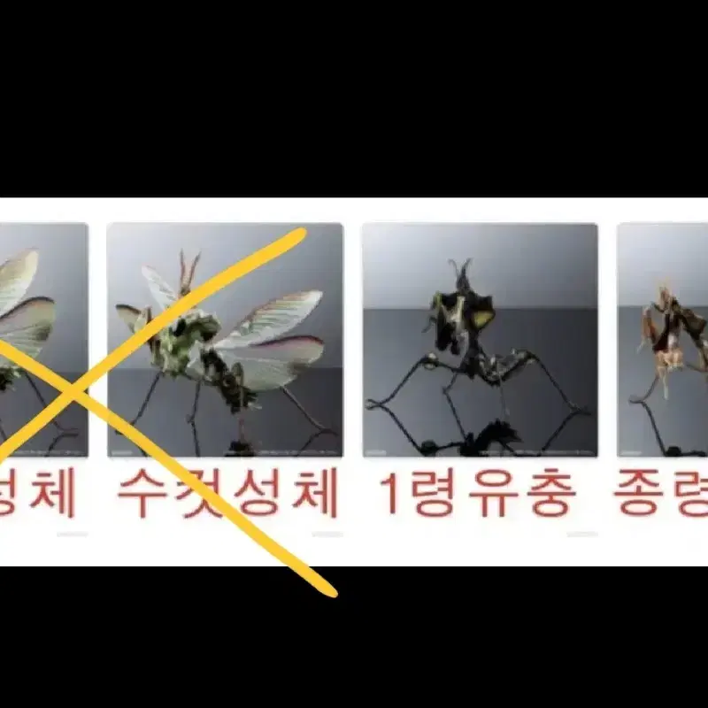 반다이 생물대도감 어드벤스 악마꽃 사마귀 2종 개별가격상이 피규어 곤충