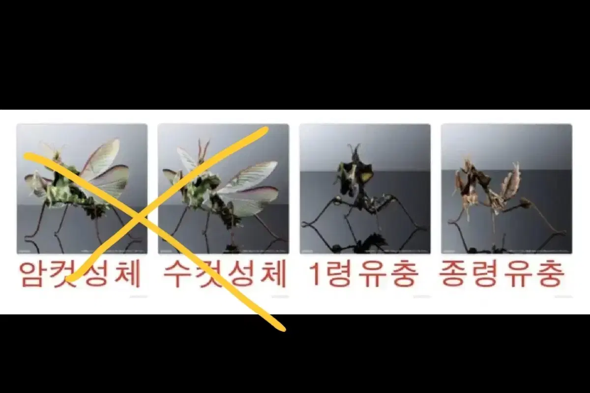 반다이 생물대도감 어드벤스 악마꽃 사마귀 2종 개별가격상이 피규어 곤충