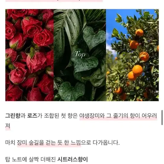 마인드오버바디 로즈온어플래닛 생장미향수 텀블벅향수