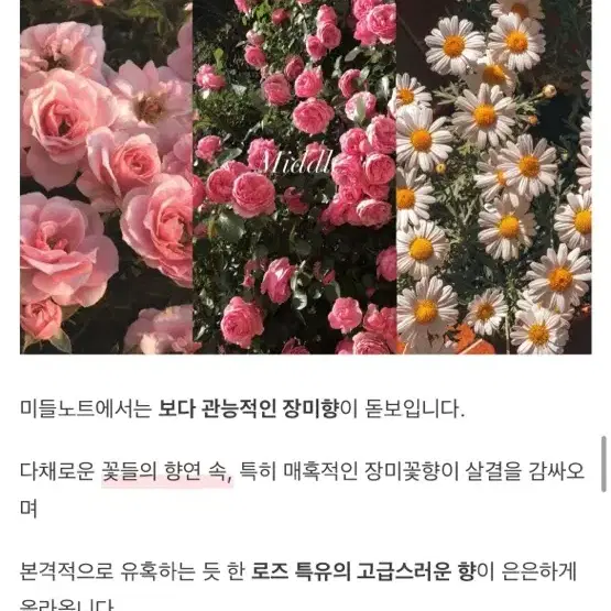 마인드오버바디 로즈온어플래닛 생장미향수 텀블벅향수