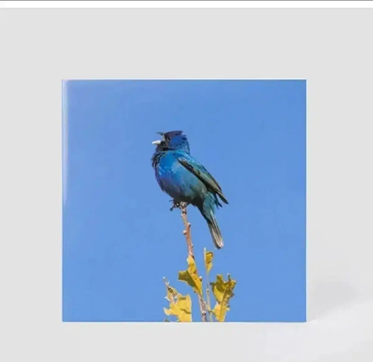 [미개봉 ] 윤지영 lp 파랑새 Blue bird