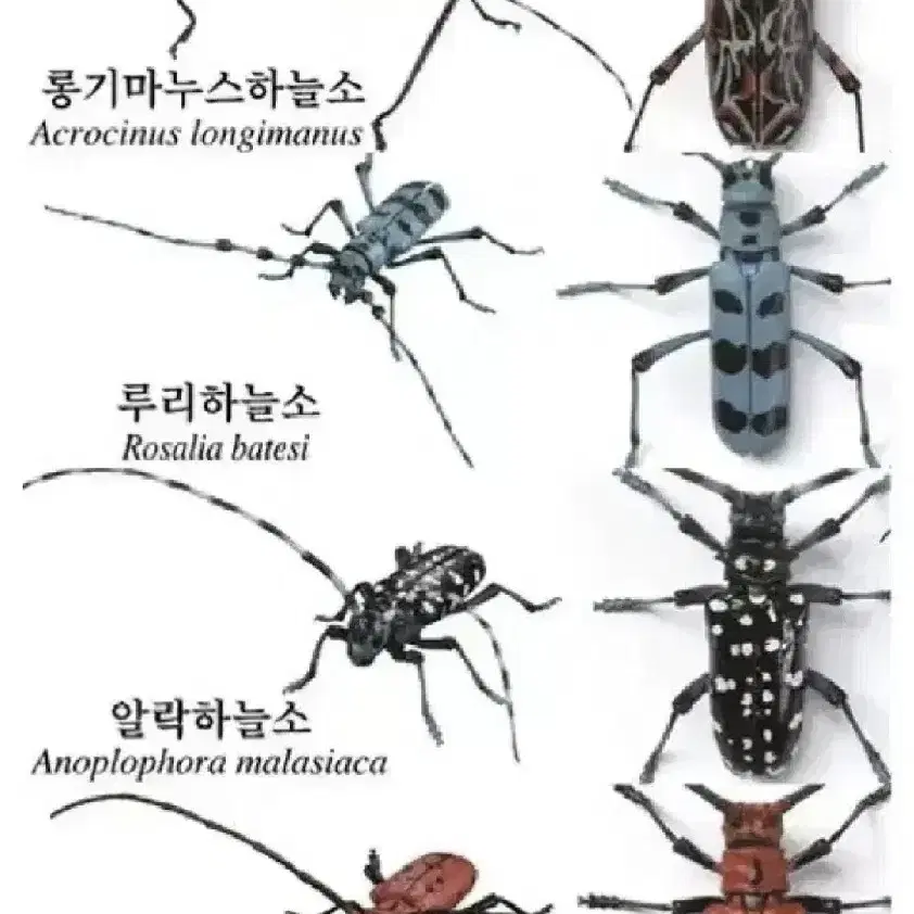 반다이 생물 대도감 어드벤스 하늘소 피규어 프라모델 곤충 장난감 일본