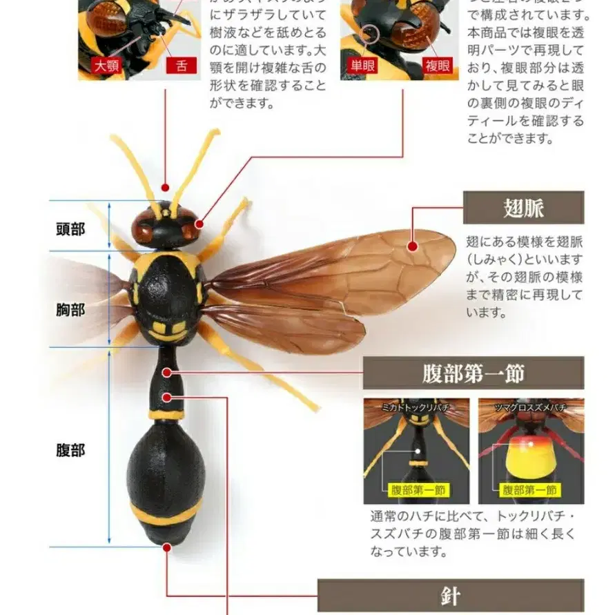 생물대도감 벌 톳쿠리바치 호리병 벌 곤충 벌레 피규어 액션 캡슐토이 가챠