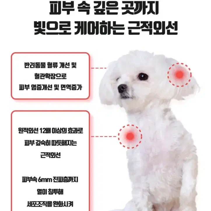 펫큐어레이 강아지 슬개골 피부병 치료기